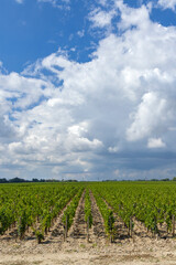 Fototapeta na wymiar Typical vineyards near Chateau Dauzac, Margaux, Medoc, Bordeaux, Aquitaine, France