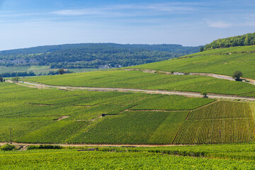 Fototapeta na wymiar Typical vineyards near Aloxe-Corton, Cote de Nuits, Burgundy, France