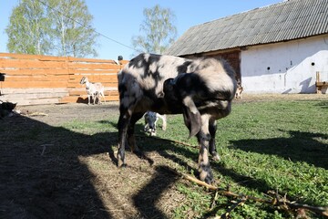 cows on the farm