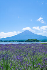 Obraz premium 山梨県河口湖とラベンダー畑と富士山