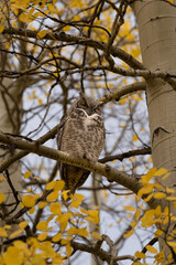 Owl in Tree