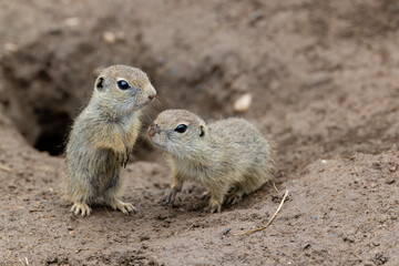 Ground squirrel colony (Syslovisko Biele vody), National park Muranska Planina, Slovakia