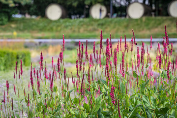 Blühender Kerzenknöterich im Berne Park  an der Emscher in Bottrop im Sommer