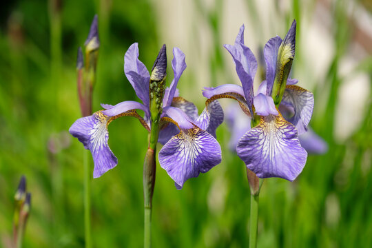 A group of beautiful purple Siberian Iris flowers in a sunny garden. Also known as Siberian Flag and Iris Sibirica.	