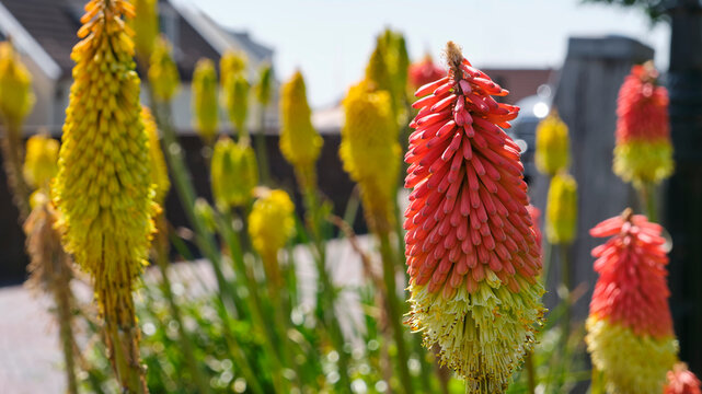 Yellow and red hot poker flowers in garden. Kniphofia uvaria tritomea or torch lily flower. The red blooms attract bees