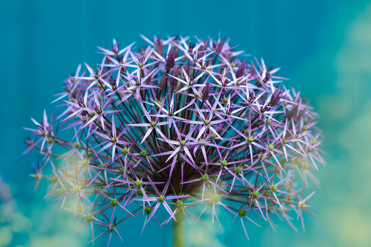 Purple allium flower with blue background