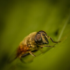 fly, insect, macro, nature, leaf, animal, green, bug, 