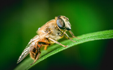 insect, fly, macro, nature, bee, leaf, animal, bug, 