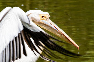 Close-up of a pelican head