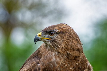 Close-up of the head of an hawk