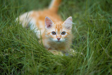 Naklejka na ściany i meble Orange Kitten sit in backyard and looking to the sky