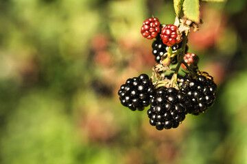 Blackberry on the branch. Ripe fruit. Vitamin rich fruit. Close up of food