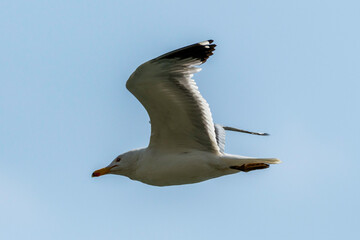 Isolated close up portrait of a single flying Armenian seagull in the wild- Armenia