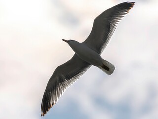 Isolated close up portrait of a single flying Armenian seagull in the wild- Armenia