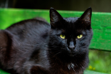feral black cat feeding, Stray cat looking to objective, striped, face and eyes close up
