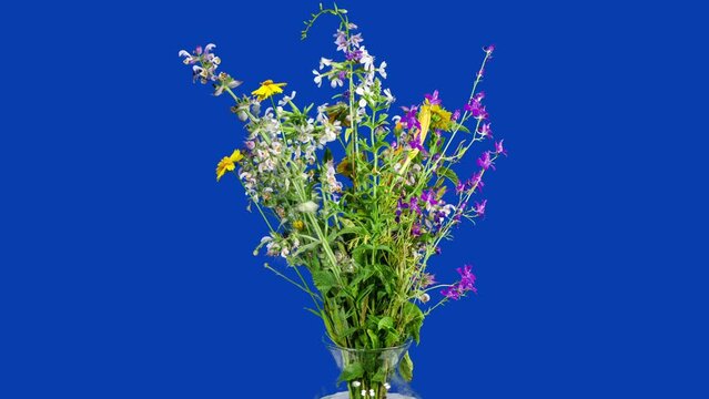 Field Flowers Bouquet Blooming and Wilting in Time Lapse on a Blue Background. Multicolor Flowers in Vase