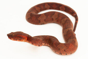 Flat-nosed pitviper snake Craspedocephalus Trimeresurus puniceus isolated on white background