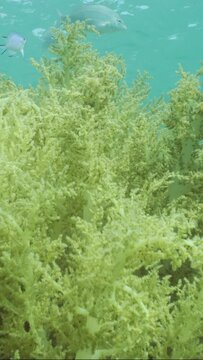 Vertical video, Soft coral Yellow Broccoli or Broccoli coral (Litophyton arboreum) on sandy bottom, tropical fish of different species swim around, on blue water background on sunny day, Slow motion 