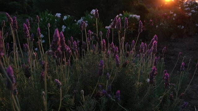 Beautiful bush of lavender art sunset golden hour