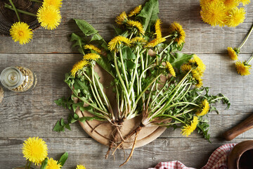 Whole dandelion plants with roots
