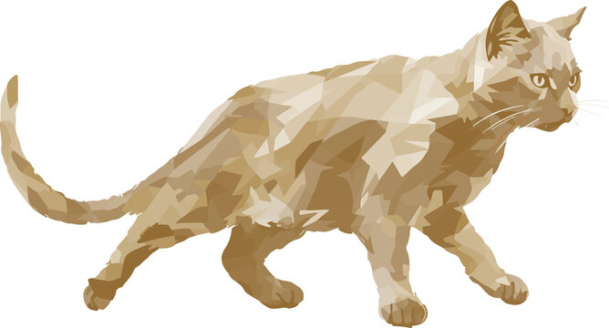 A Cat