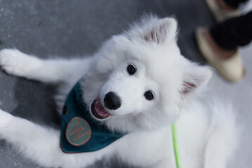 close up lovely Samoyed dog looking up with cute face