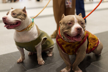 pit bull terrier dog with dog leash on the floor in the pet expo with people foots