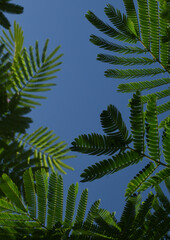 fern leaves in the sky