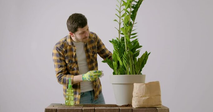 Picture in the center with a young man in a work shirt, after replanting a huge zamioculcas flower. Cheerful bearded man while tending to a large indoor flower in a white studio. Gardening concept