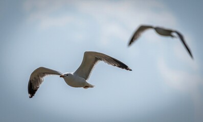 Isolated close up portrait of a single flying Armenian seagull in the wild- Armenia