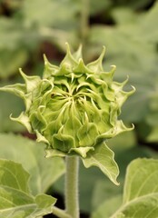 bud of sunflower in nature garden