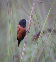 Chestnut munia bird in the bush.The chestnut munia is a small gregarious bird which feeds mainly on grain and other seeds. It frequents open grassland and cultivation. 

