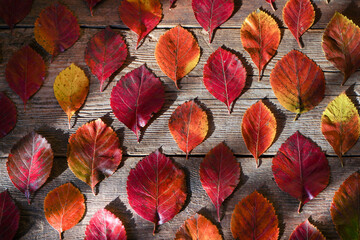 Fototapeta na wymiar Autumn background. Red, orange leaves from trees on a wooden background. Alder leaf.