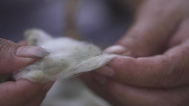 Hands of an elderly woman examining cotton seeds for raw materials for making cotton.