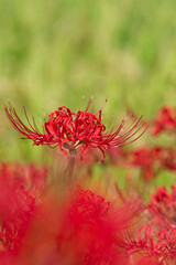 畦道に群生するヒガンバナ