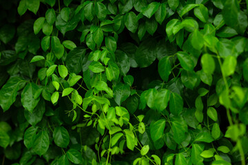 Fototapeta na wymiar Green Leaves Soft Close Background