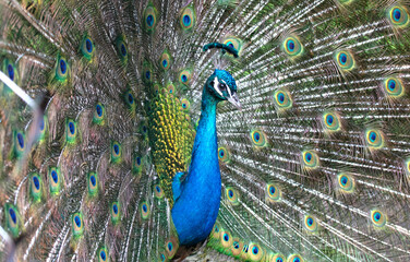 Obraz premium Bright colorful peacock with its colorful tail opened