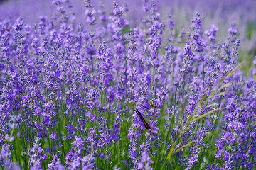 Lavender flowers on blooming field with little bee
