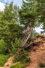 A pine tree grows on the edge of a cliff.