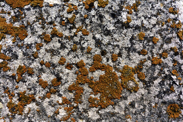 The surface of the old white brick is photographed close-up, nature has made its marks on the surface of the brick, yellow moss is growing in places, a beautiful abstract texture