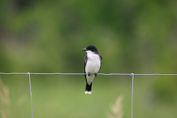 Country scene of an Eastern Kingbird perched on a wire fence