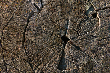 The end part of the old log, saw cut under the influence of time and nature changed its texture, the wood cracked, a natural abstract pattern formed