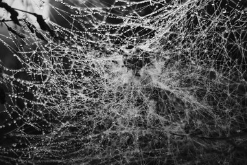The bush is densely and thickly entangled in cobwebs, the spider worked for a long time and its entire web turned into chaos, morning dew glistens on the threads of the cobweb, natural abstraction