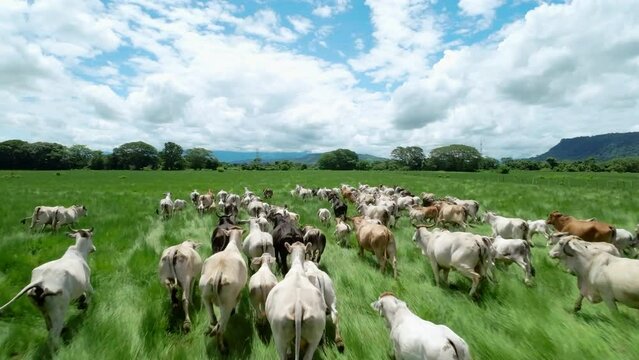 herd of cows 
