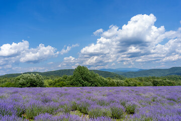 Fototapeta na wymiar Beautiful lavender field with long purple rows. fluffy clouds