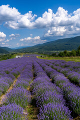 Fototapeta na wymiar Beautiful lavender field with long purple rows. fluffy clouds