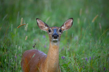 White Tailed Deer in a summer meadow alert and looking around