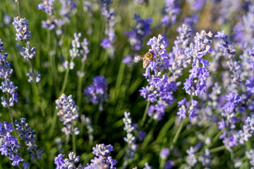 Lavender flowers on blooming field with little bee