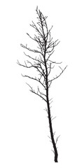 Tree silhouette isolated on white