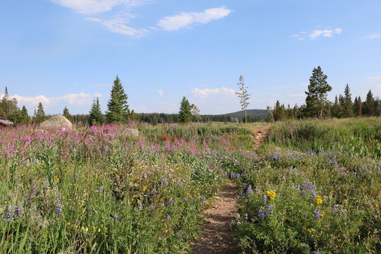 Wildflowers Everywhere